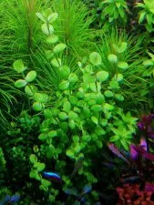 Lindernia sp Variegated limited quantity(5 stem)