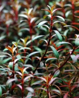 Ludwigia arcuata(8 stem)