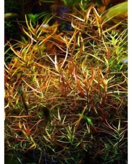 Ludwigia arcuata(8 stem)