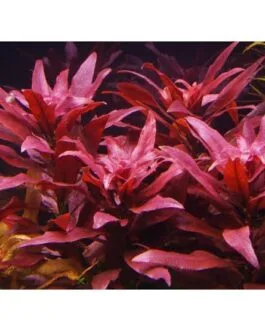 Ludwigia glandulosa perennis(6 stem)