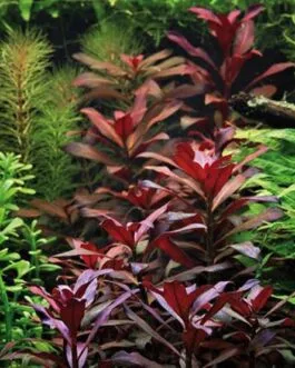 Ludwigia glandulosa perennis(6 stem)