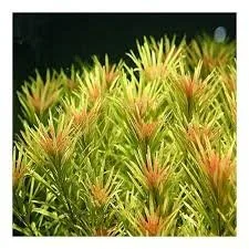 Ludwigia inclinata var cuba(5 stem)