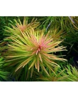 Ludwigia inclinata var cuba(5 stem)
