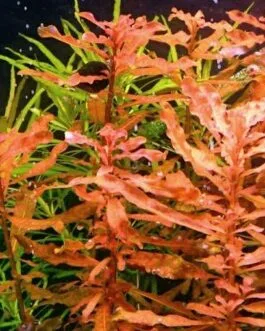 Ludwigia inclinata(5 stem)