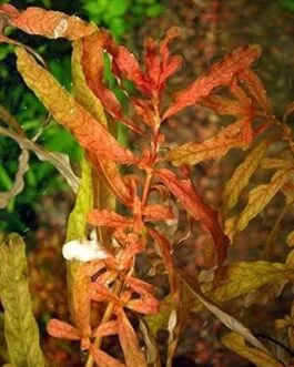 Ludwigia inclinata(5 stem)