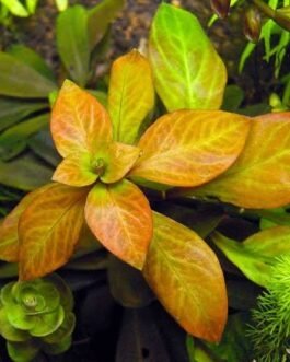 Ludwigia ovalis(10 stem)