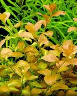 Ludwigia ovalis(10 stem)