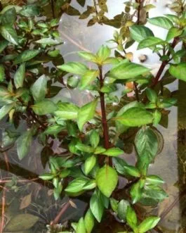 Ludwigia palustris (5 stem)
