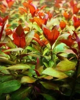 Ludwigia repens (10 stem)