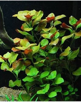 Ludwigia repens (10 stem)