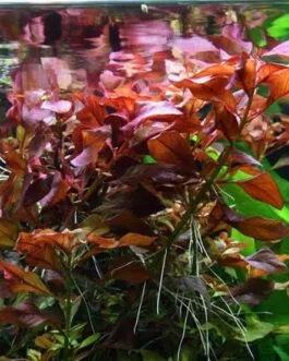 Ludwigia repens rubin limited quantity(8 stem)