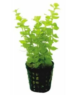 Lysimachia nummularia aurea(5 stem)