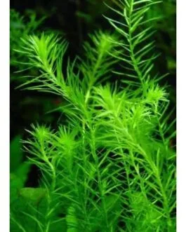 Mayaca(6 stem)