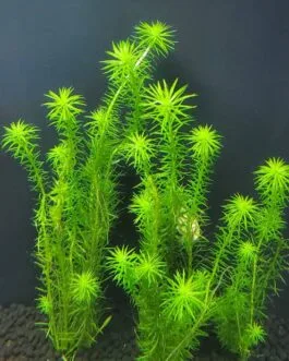 Mayaca(6 stem)