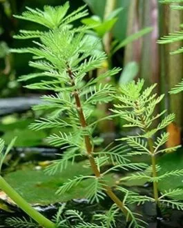 Myriophyllum aquaticum (5 stem)