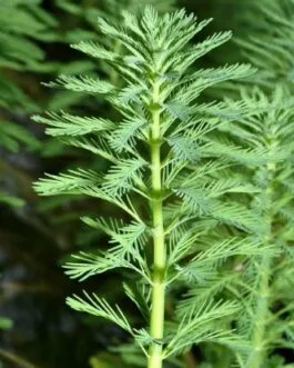 Myriophyllum aquaticum (5 stem)