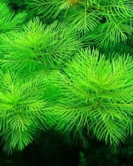 Myriophyllum green (s)(5 stem)