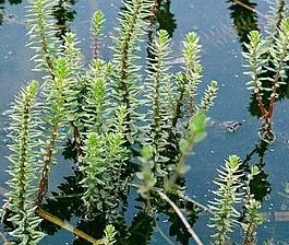 Myriophyllum heterophyllum(6 stem)