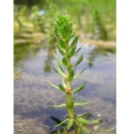 Myriophyllum heterophyllum(6 stem)