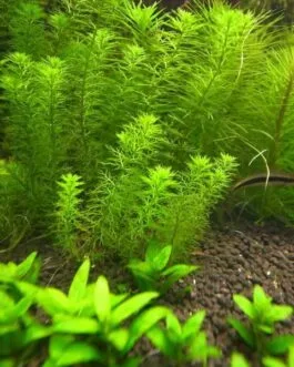 Myriophyllum mezianum (6 stem)