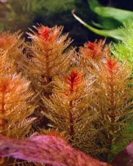 Myriophyllum red (s)(10 stem)