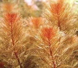 Myriophyllum red (s)(10 stem)