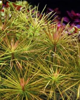 Pogostemon stellatus dassen (3 stem)