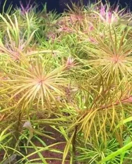 Pogostemon stellatus dassen (3 stem)