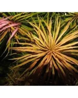 Pogostomon dassen purple(7 stem)