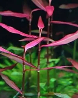 Polygonum sp pink(10 stem)