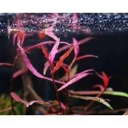 Polygonum sp pink(10 stem)