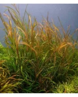 Potamogeton gayi (5 stem)