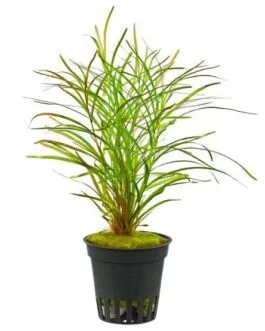 Potamogeton gayi (5 stem)