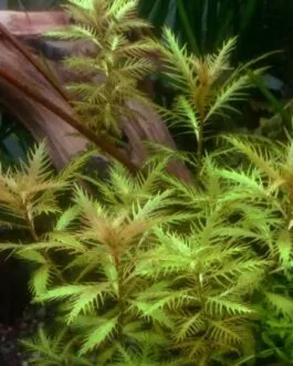 Proserpinaca palustris(3 stem)