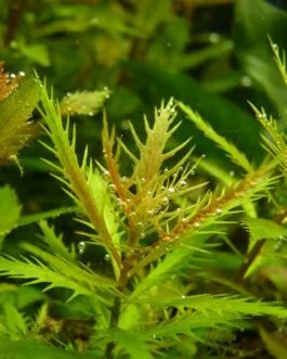 Proserpinaca palustris(5 stem)