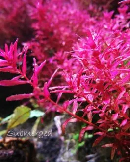Rotala macranda mini butterfly(6 stem)