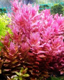 Rotala macranda red (5 stem)