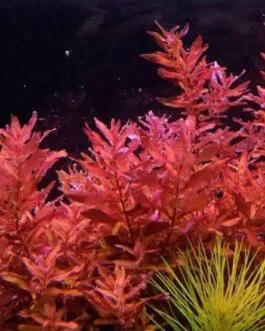 Rotala macranda red (5 stem)
