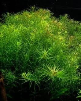Rotala nanjenshan (5 stem)