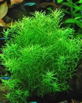 Rotala nanjenshan (5 stem)