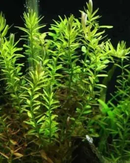 Rotala rotundifolia green (6 stem)