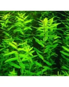 Rotala rotundifolia green (6 stem)