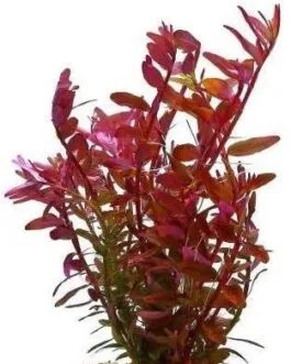 Rotala rotundifolia Hi red (10 stem)