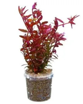 Rotala rotundifolia Hi red (10 stem)