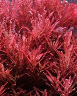 Rotala rotundifolia red(5 stem)