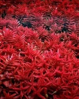 Rotala rotundifolia red(5 stem)