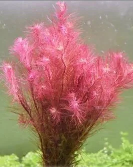 Rotala wallichi(5 piece)