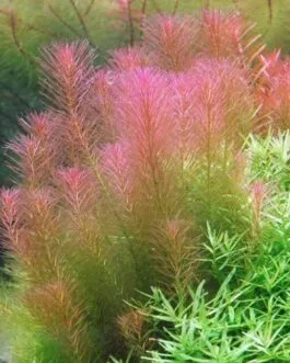 Rotala wallichi(5 piece)