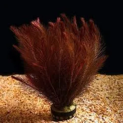 Rotala Wallichi Mexican(10 piece)