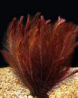 Rotala Wallichi Mexican(10 piece)